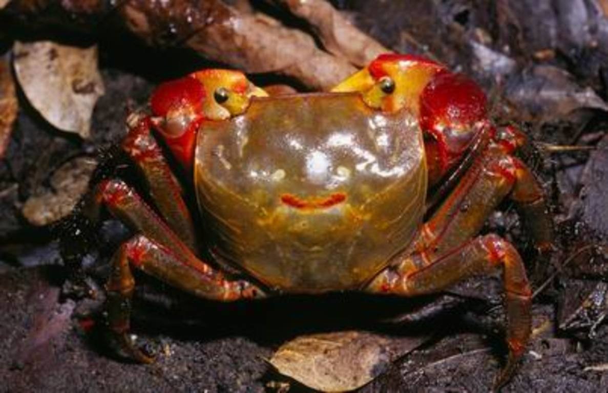 紅螯螳臂蟹