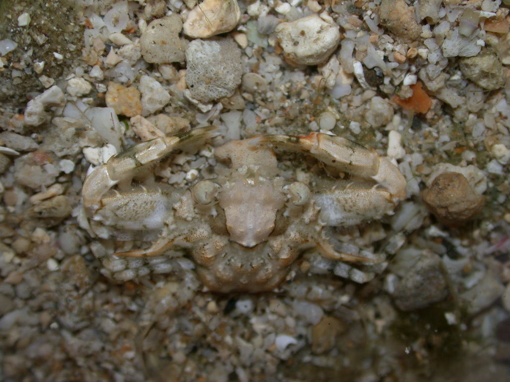 淺礁梭子蟹