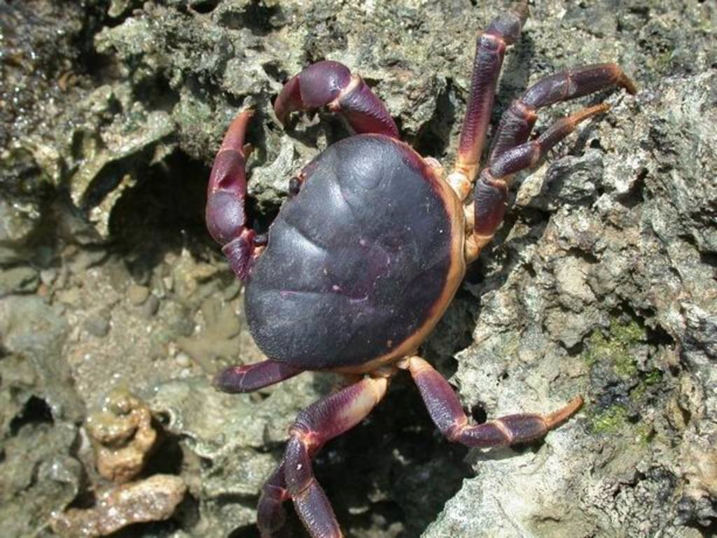 紫地蟹