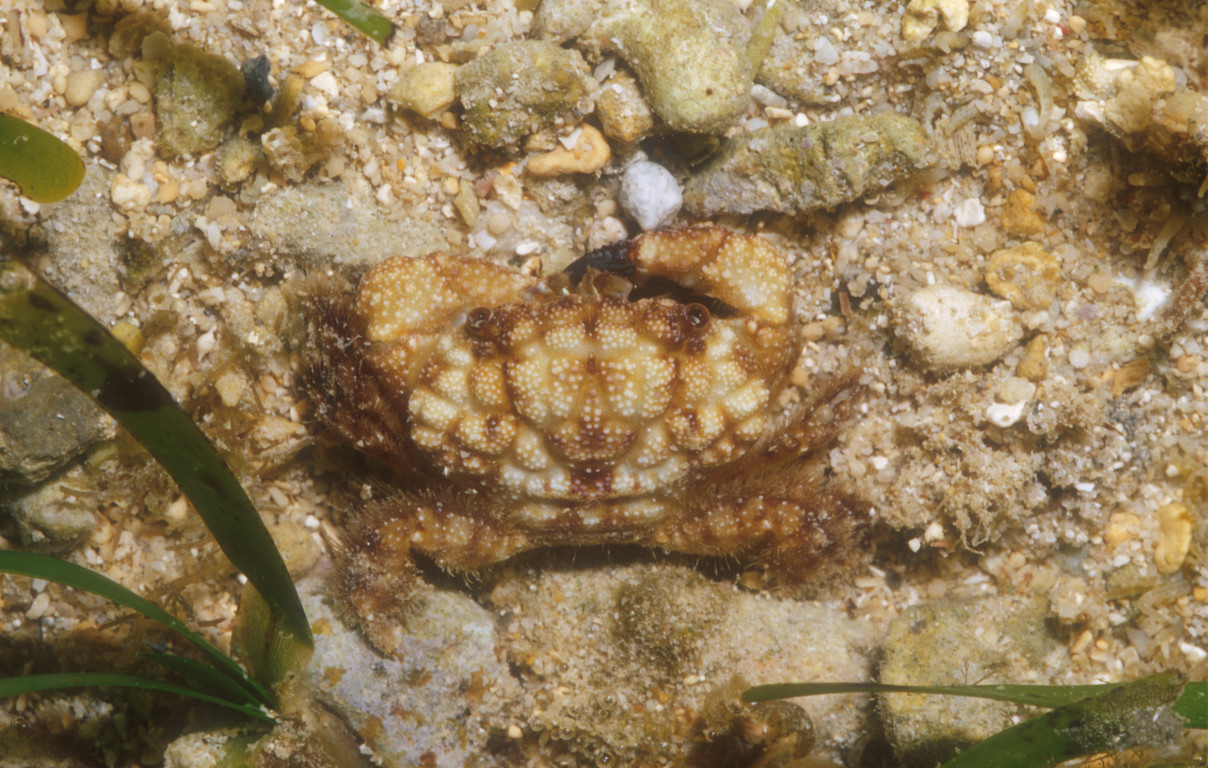 網紋毛殼蟹