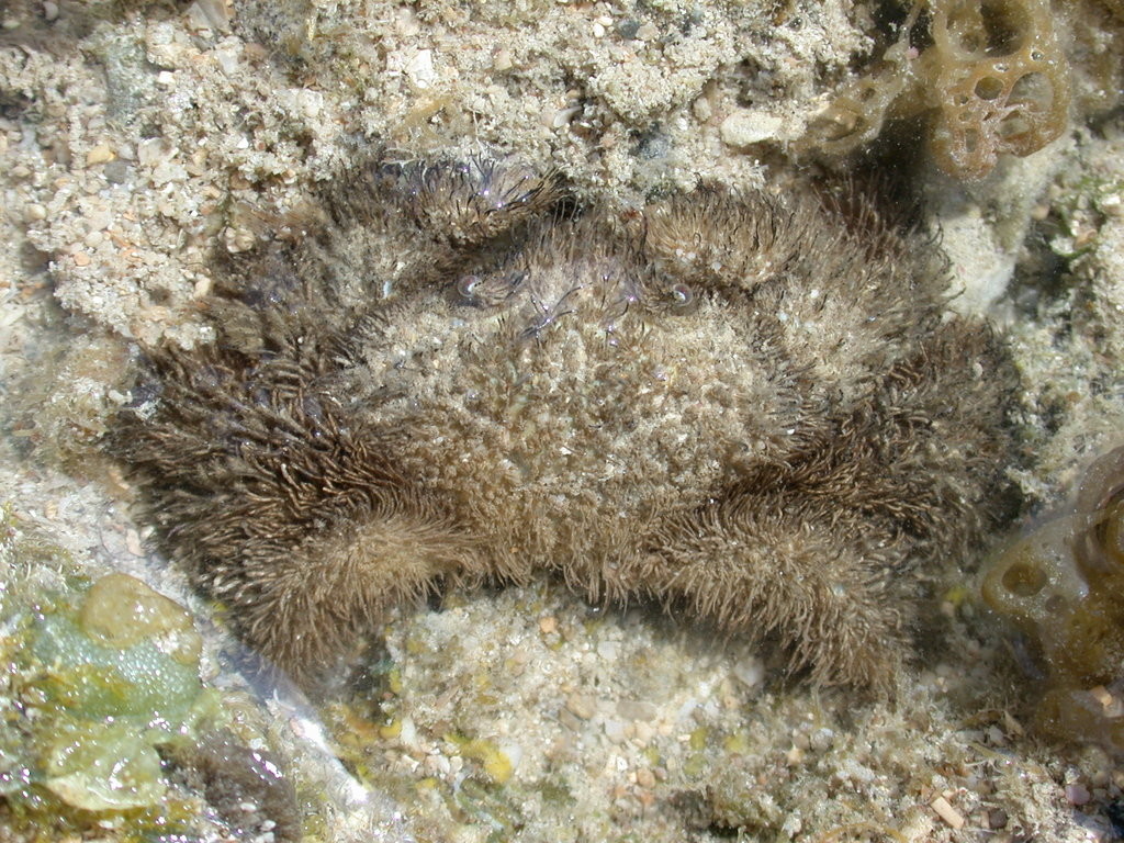 蝙蝠毛刺蟹