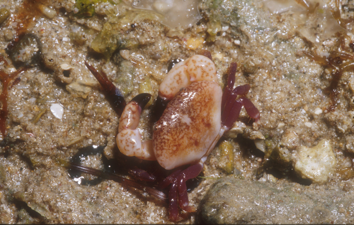 礁石假團扇蟹
