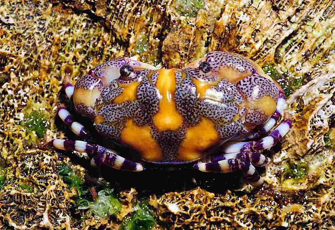 環紋金沙蟹