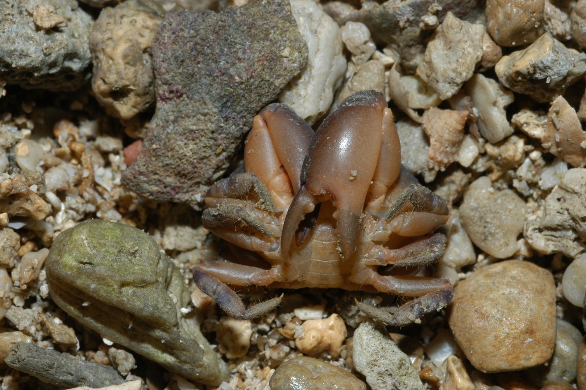 平額石扇蟹