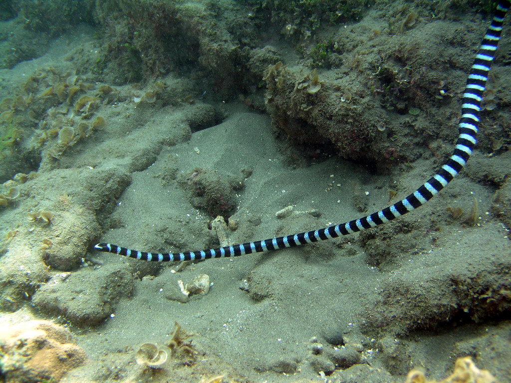 黑唇青斑海蛇