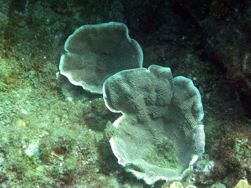 環波紋珊瑚