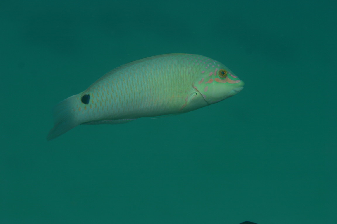 三斑海豬魚