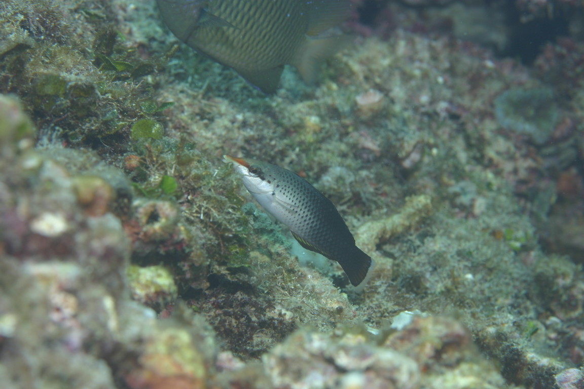 染色尖嘴魚(突吻鸚鯛)