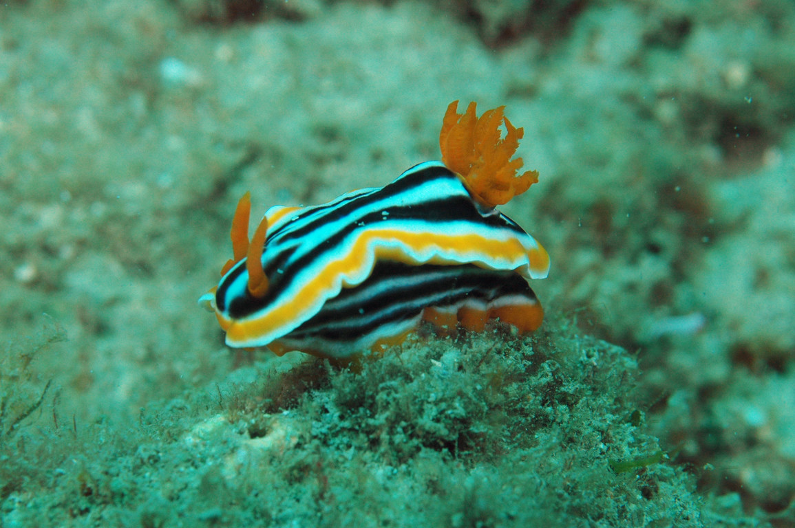 多彩海蛞蝓