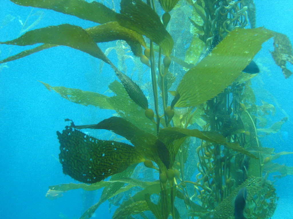 海藻森林 巨藻