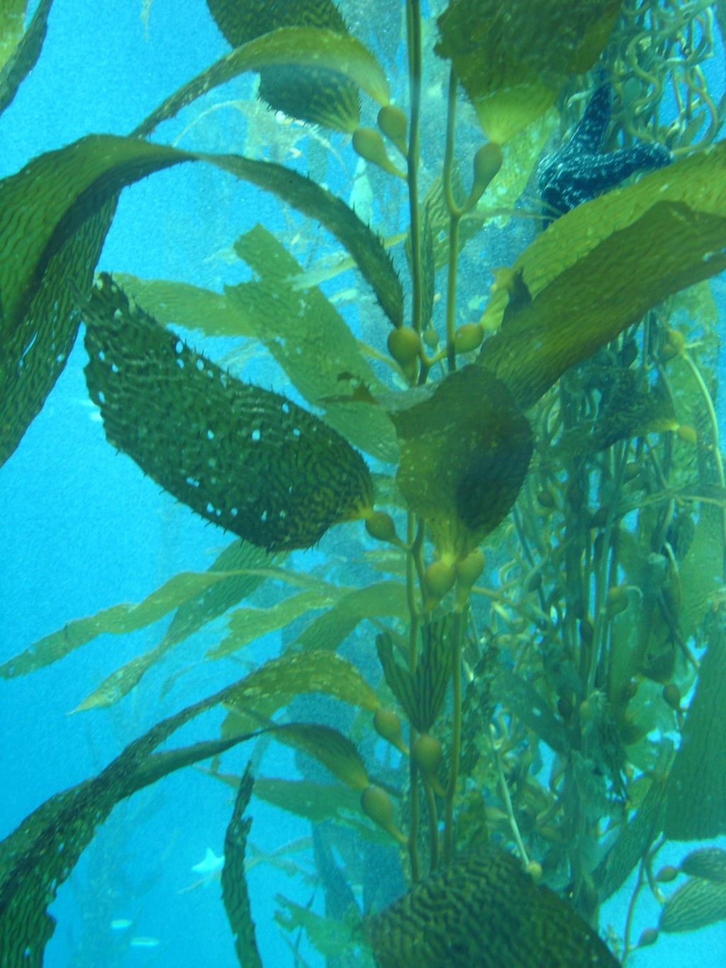 海藻森林 巨藻