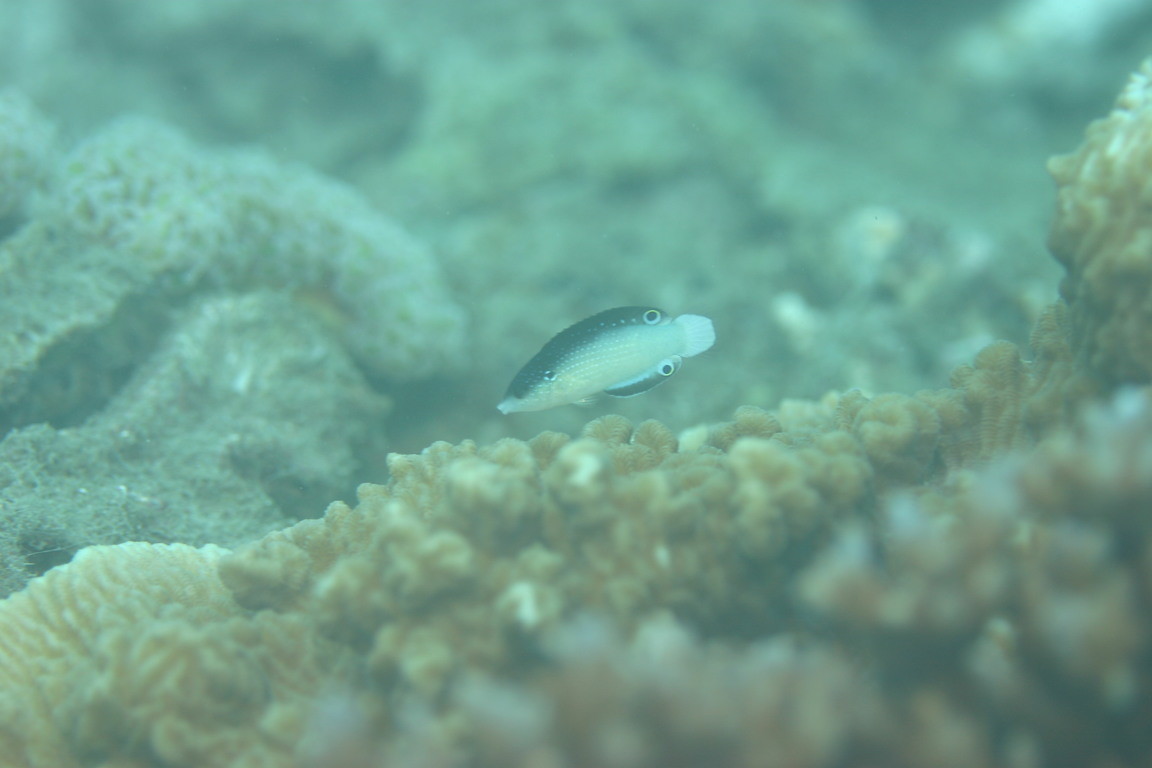 新幾內亞阿南魚