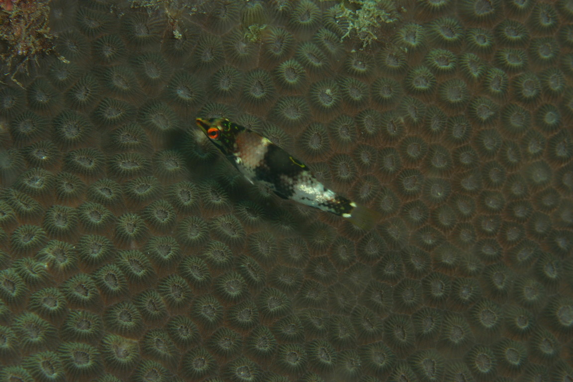 雲斑海豬魚（幼）