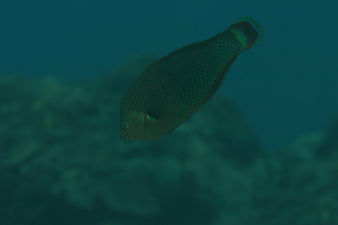 緣鰭海豬魚