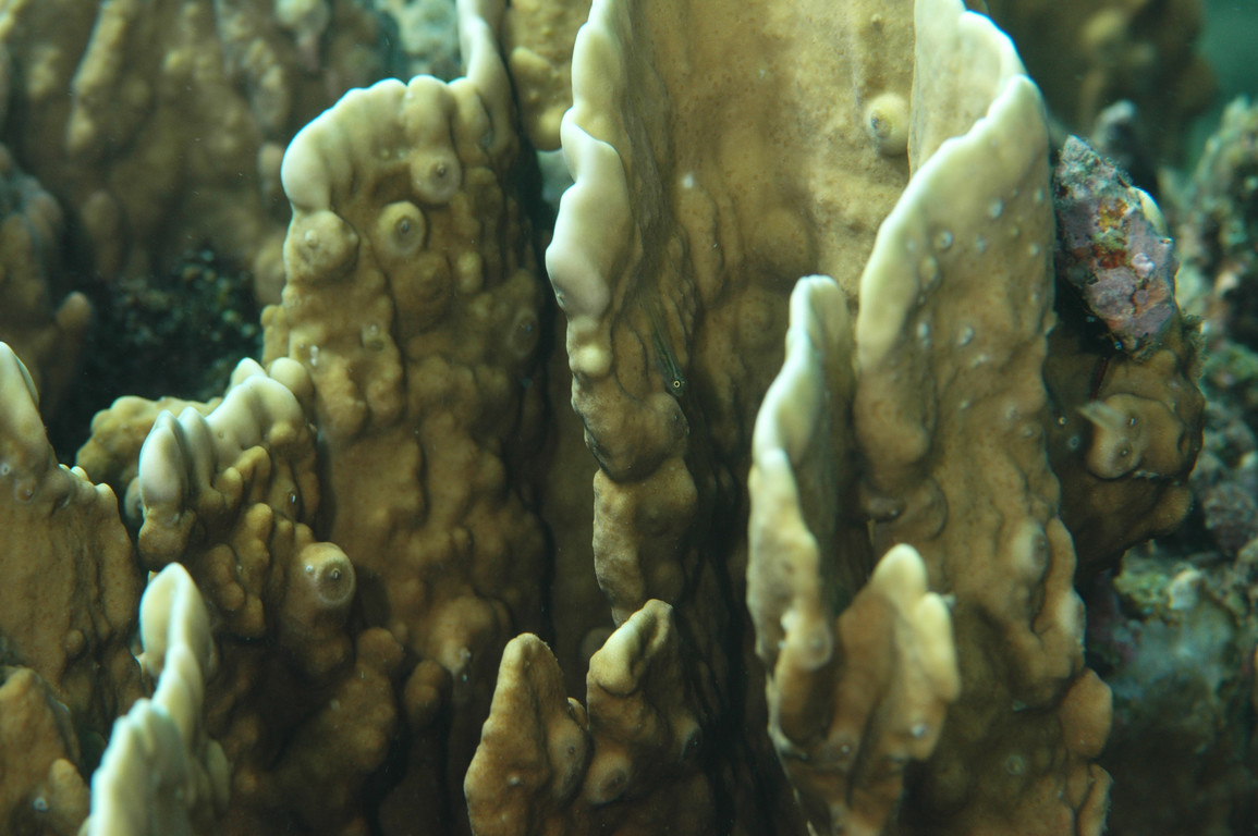 板葉千孔珊瑚