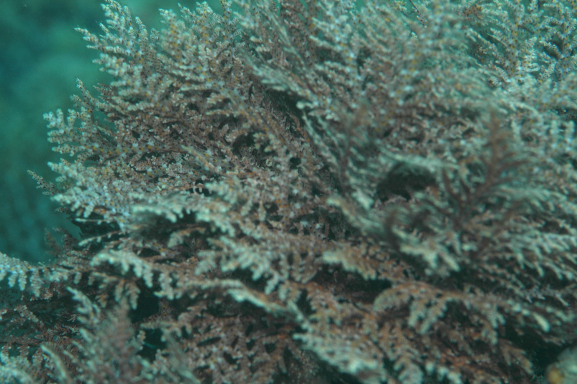 琉球軟骨藻