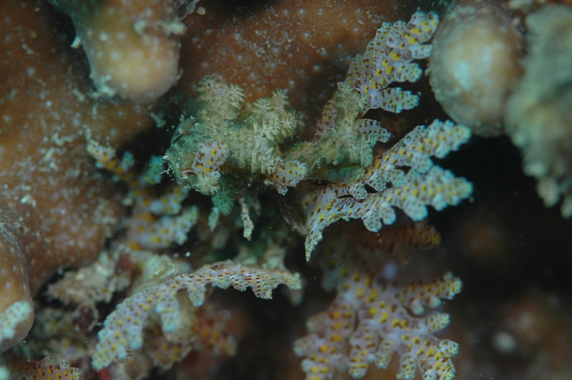 琉球軟骨藻