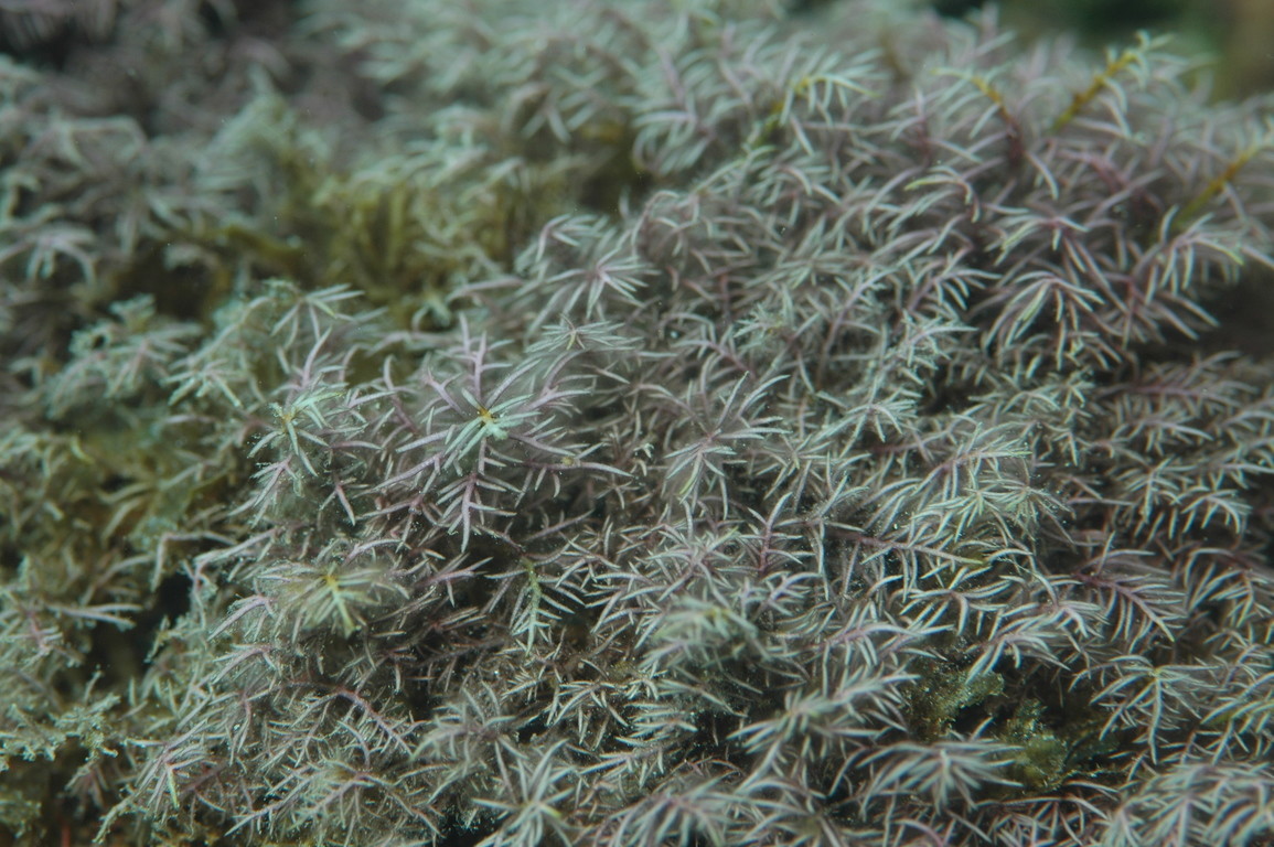 樹枝軟骨藻