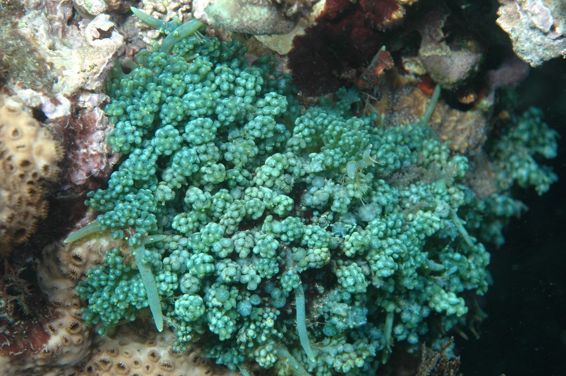 盾狀蕨藻