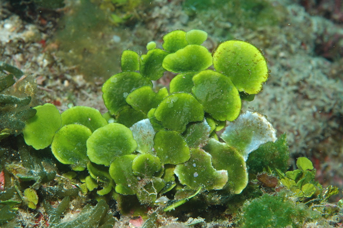 大葉仙掌藻