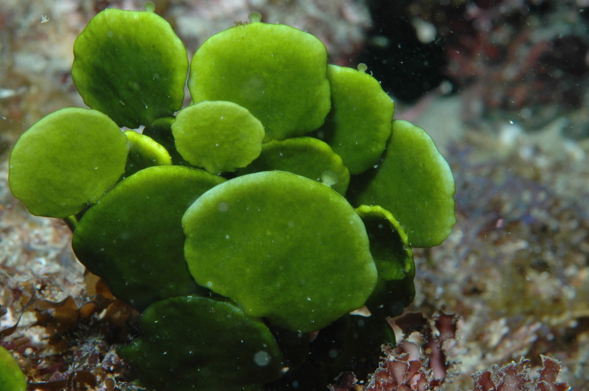 大葉仙掌藻