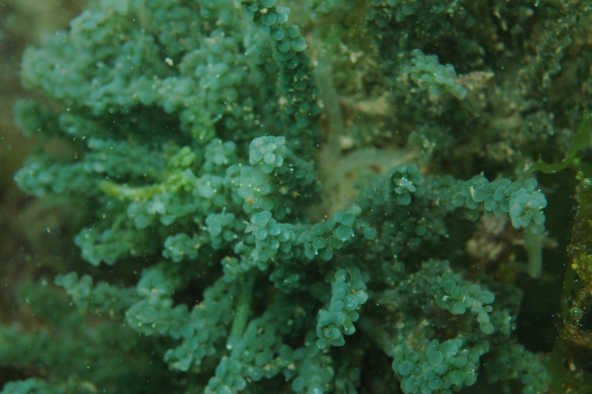 棒形總狀蕨藻