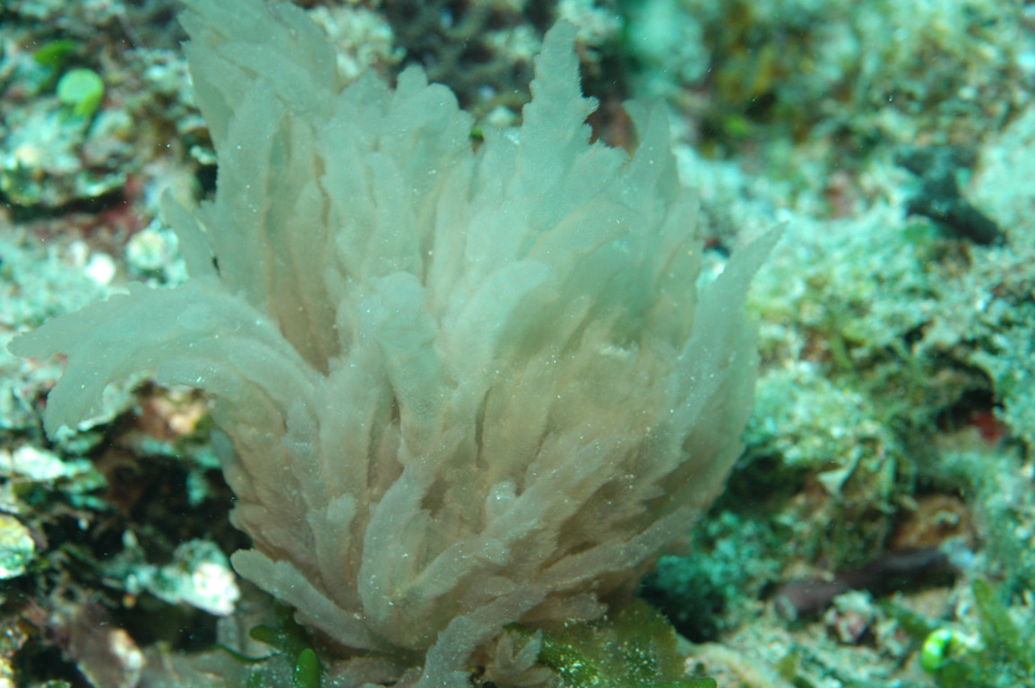 日本杜蠕藻