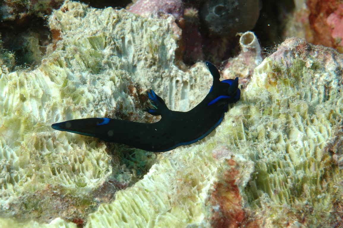藍紋多角海蛞蝓