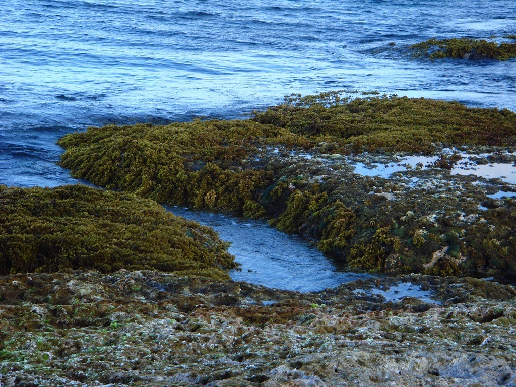 馬尾藻海岸