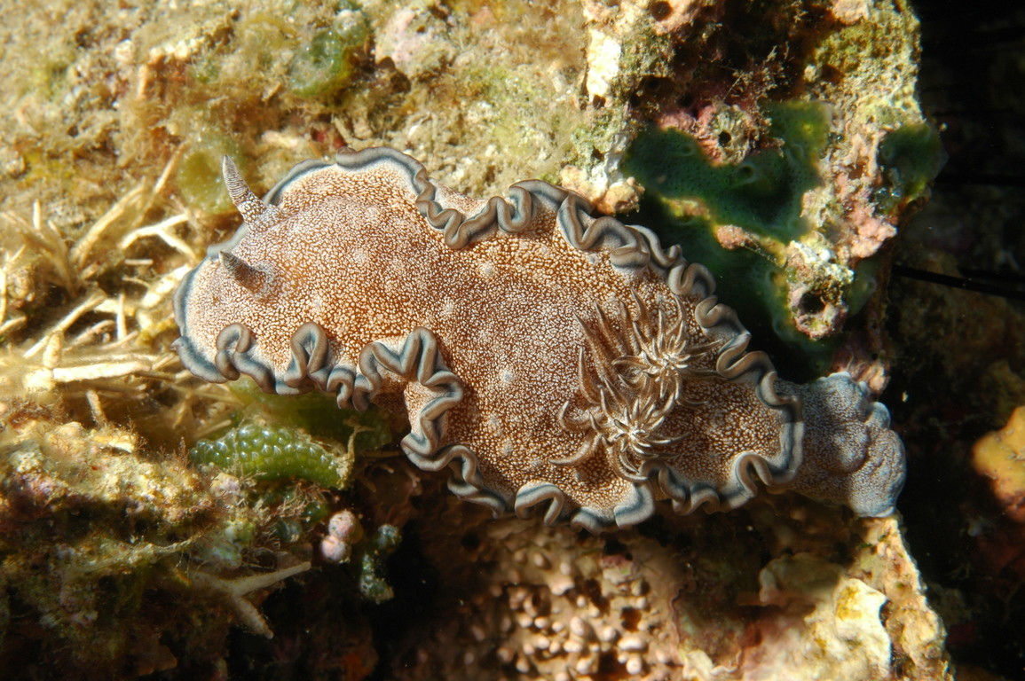 希吉努多彩海蛞蝓