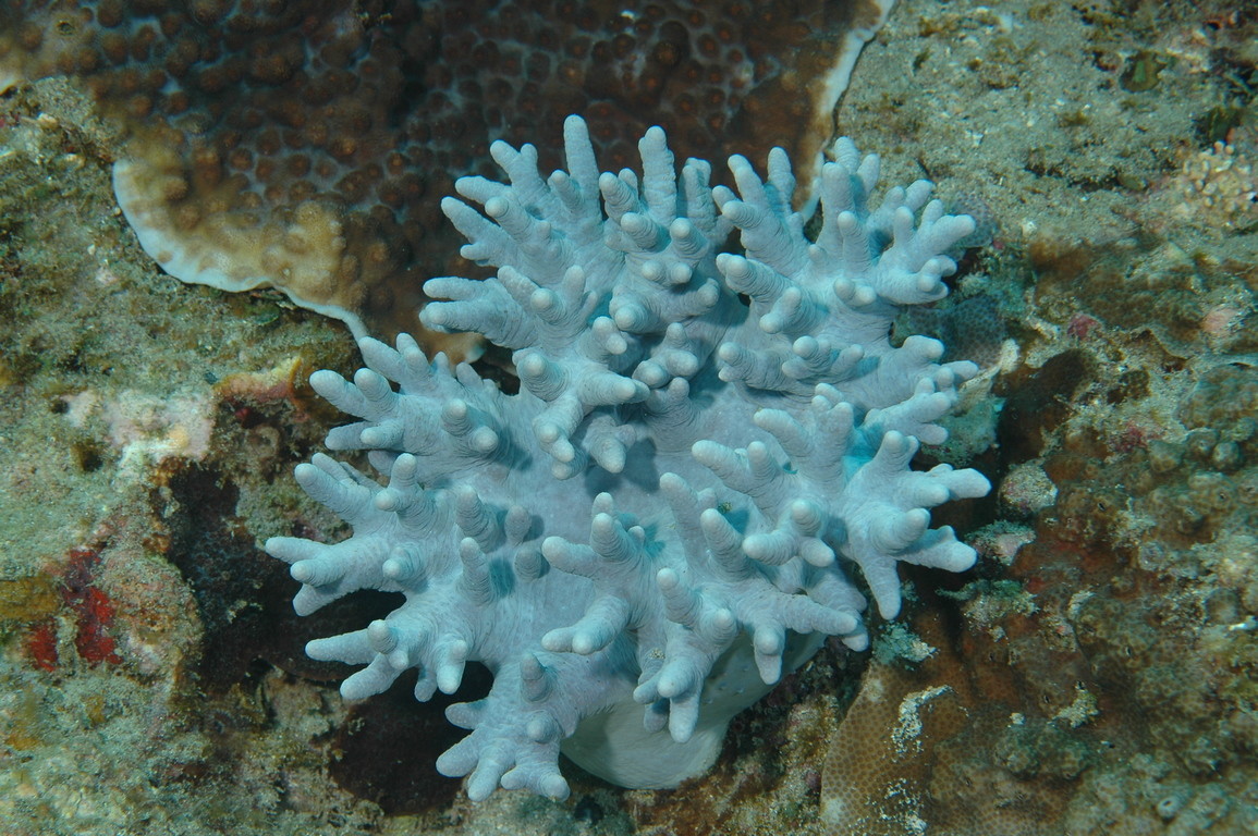 冠型軟珊瑚