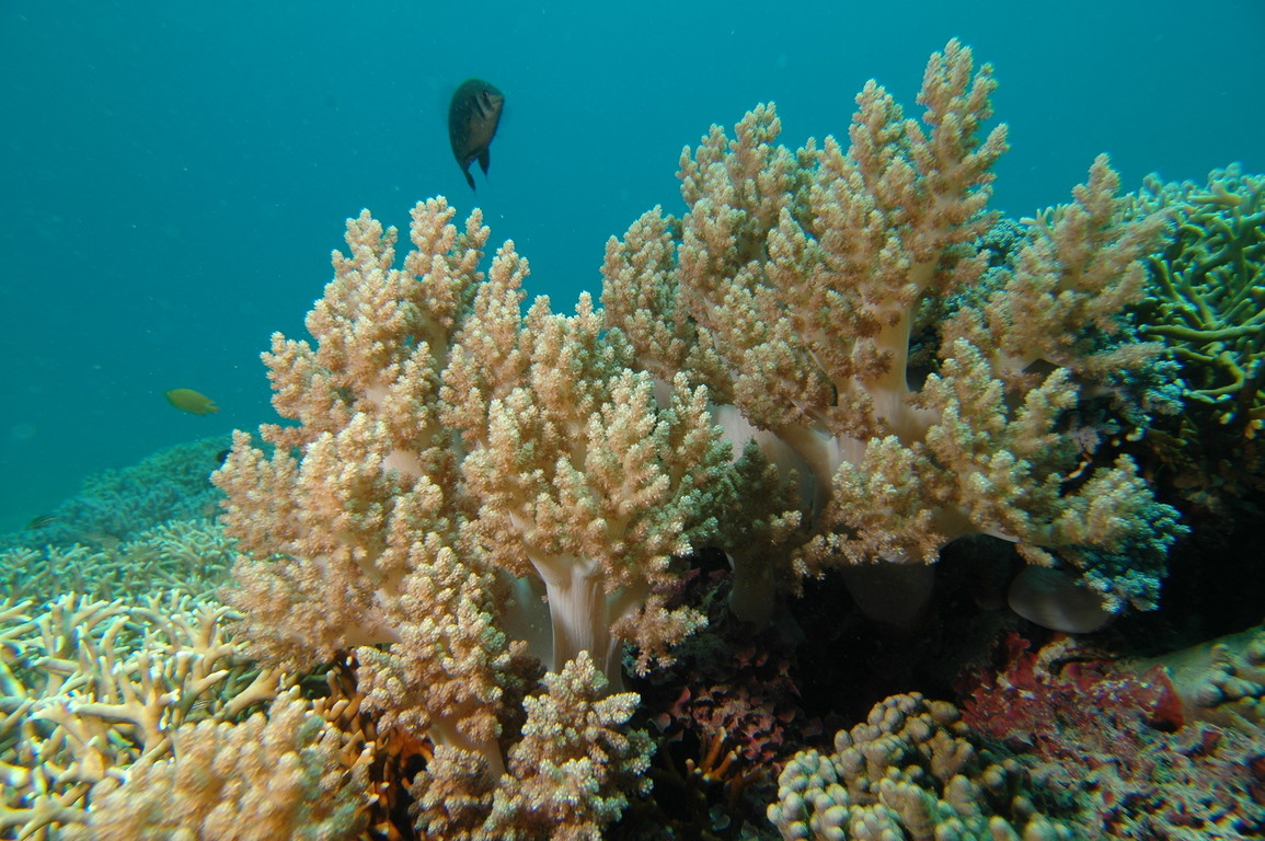 直立穗形珊瑚