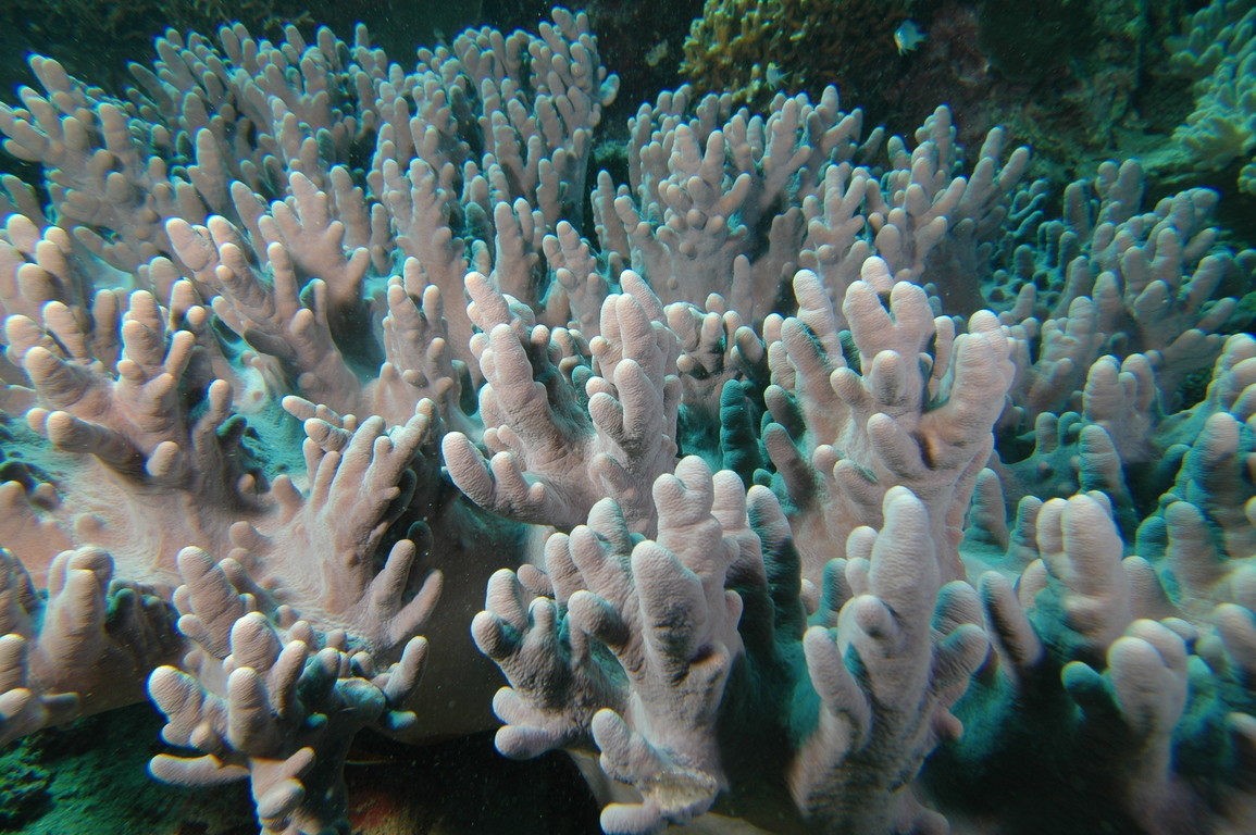 冠型軟珊瑚