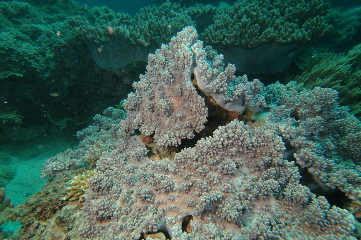 顆粒指形珊瑚