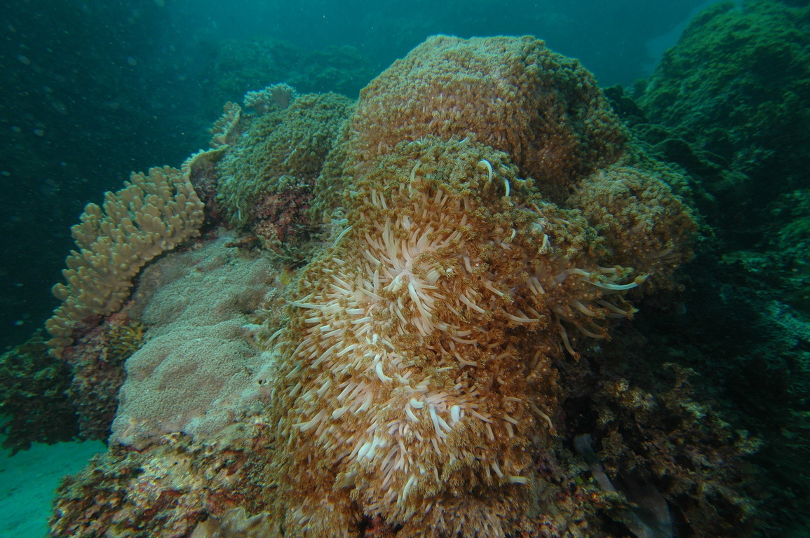柱形管孔珊瑚