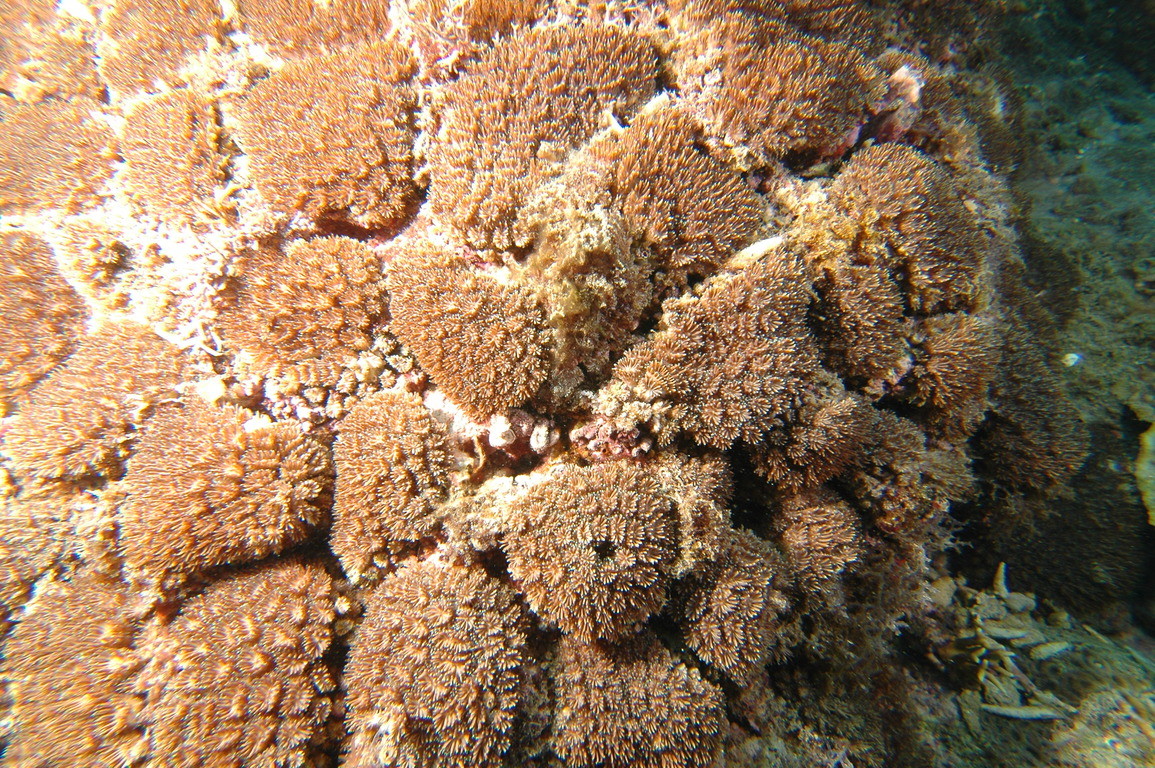 星形棘杯珊瑚