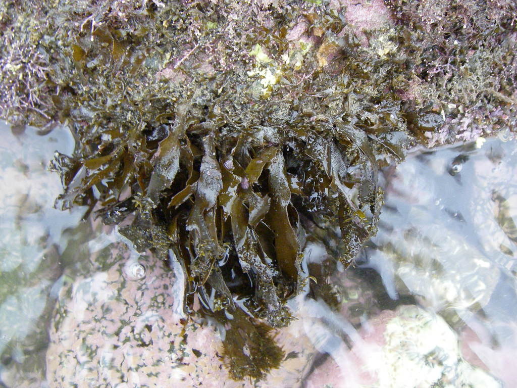 馬祖東引北澳海藻