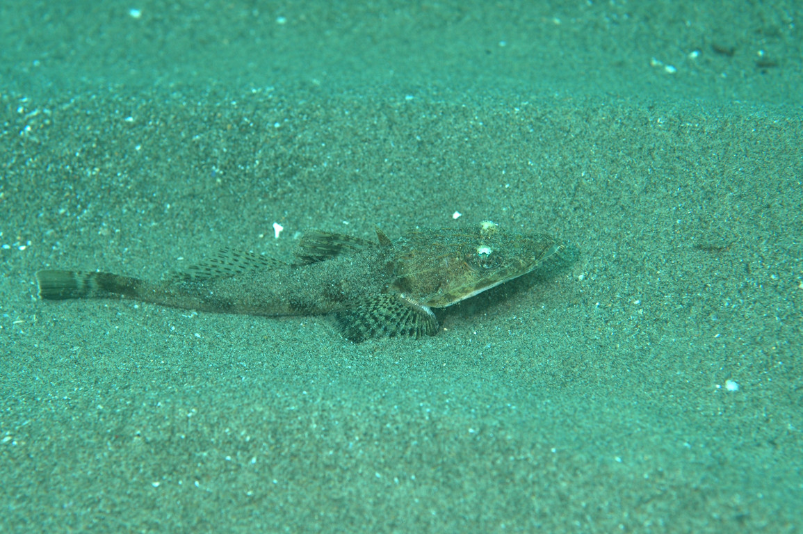 沙地繸牛尾魚