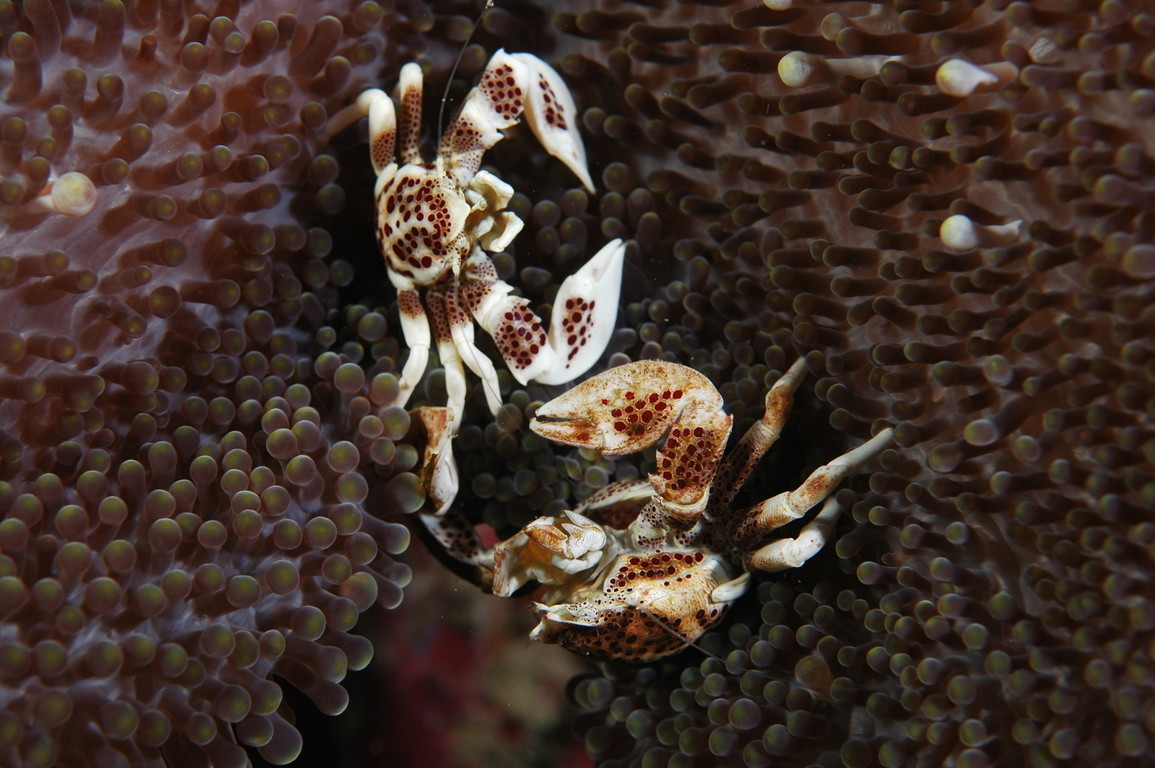 紅斑新岩瓷蟹