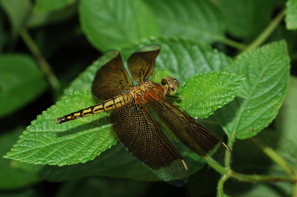 蜻蜓的生活特点与生长环境（昆虫蜻蜓的有关资料介绍） – 碳资讯