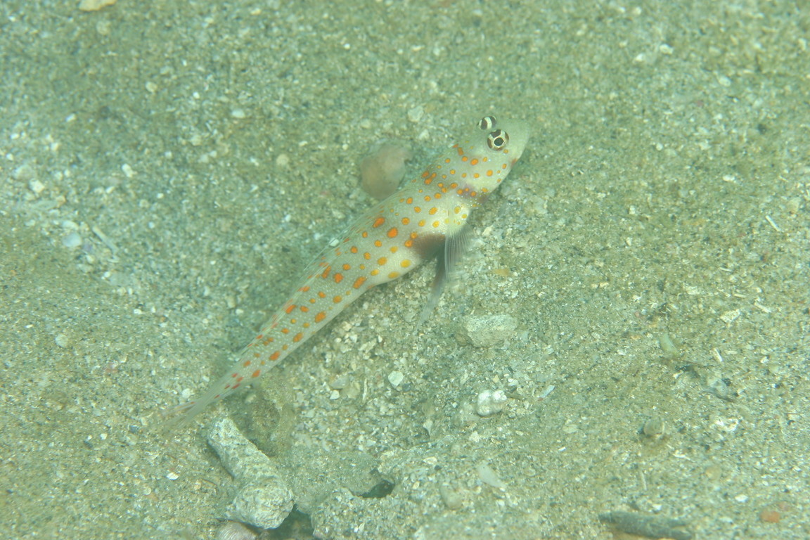Amblyeleotris guttata  斑點鈍鯊
