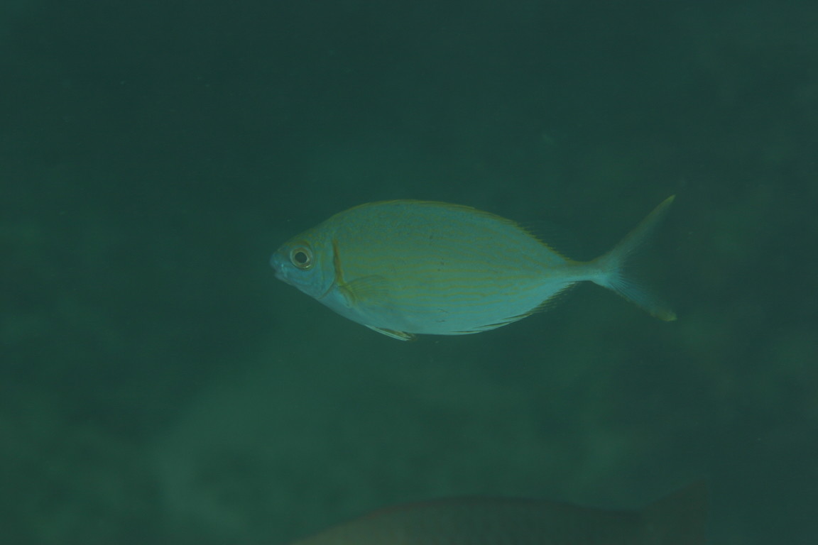 Siganus argenteus 銀籃子魚