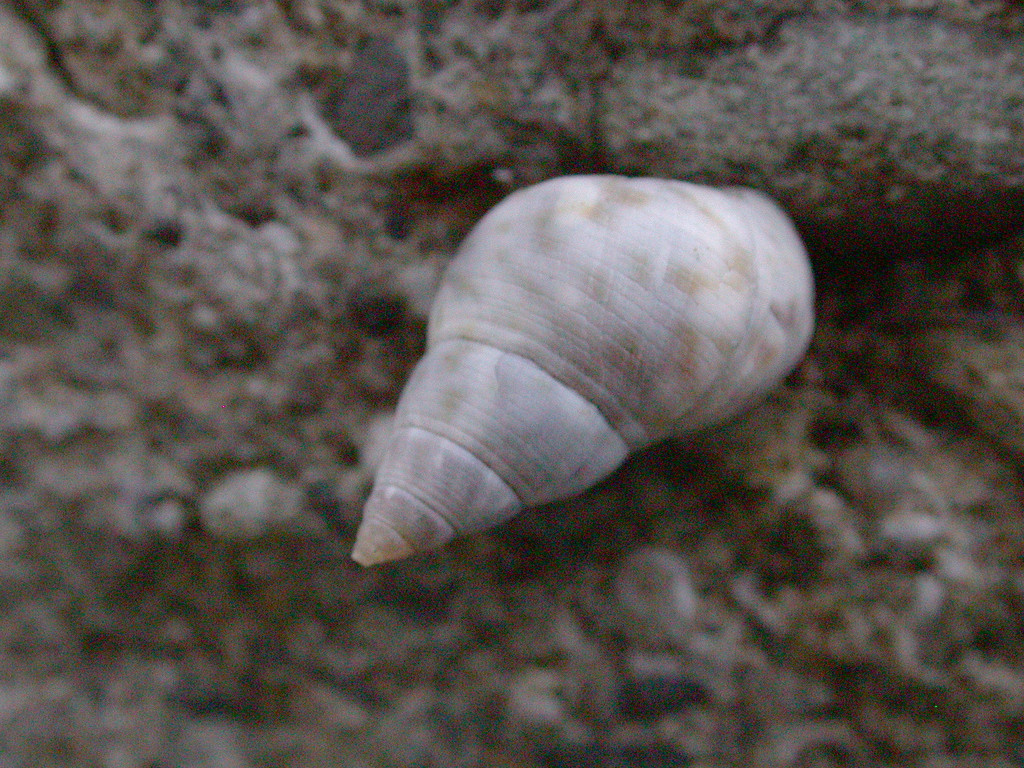 波紋玉黍螺