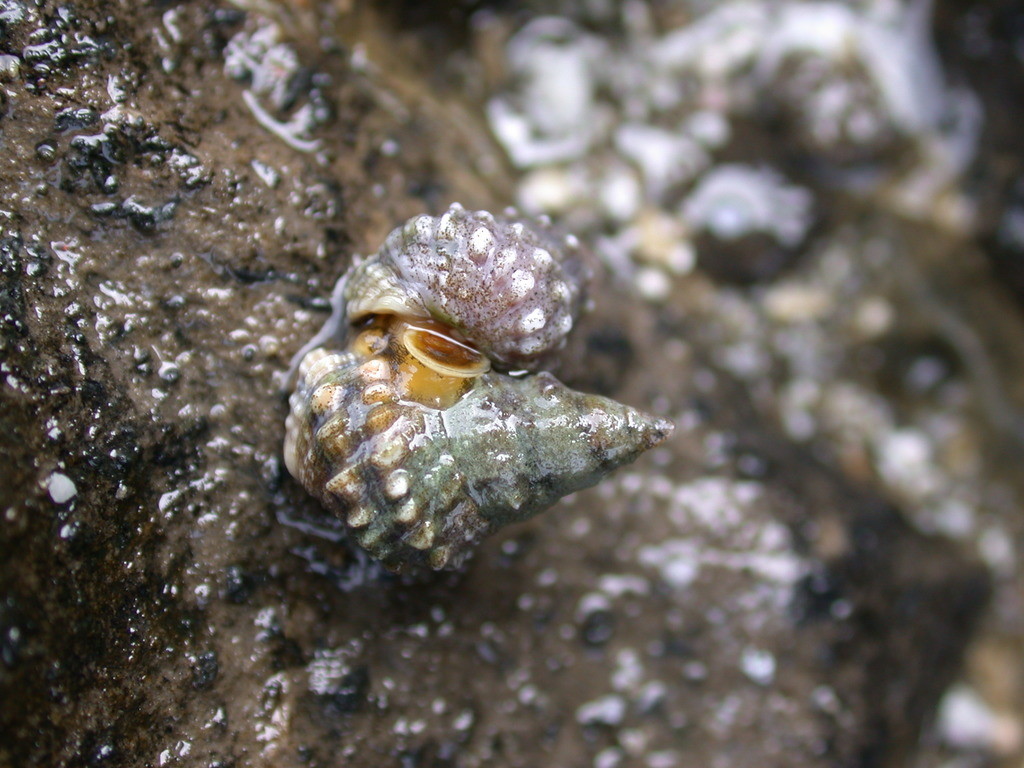 顆粒玉黍螺