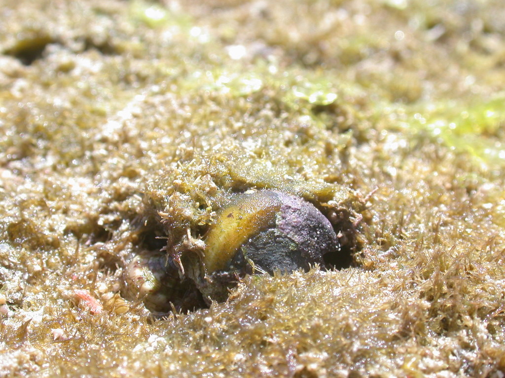 紫霞芋螺