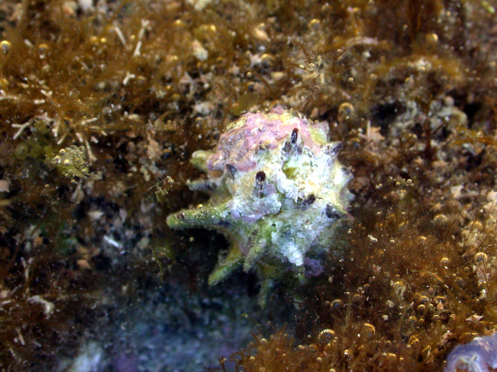 黃齒岩螺