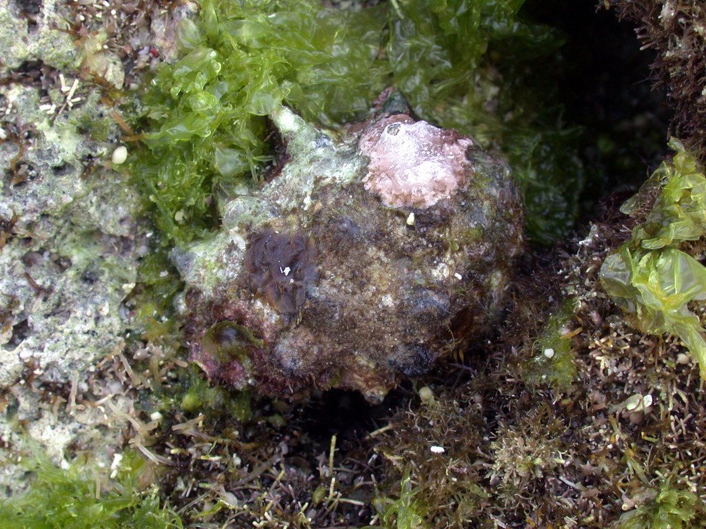 紫口岩螺