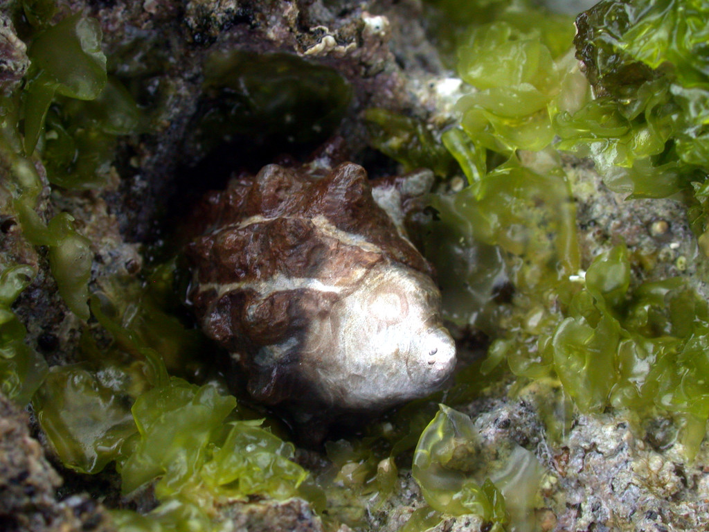 鐵斑岩螺