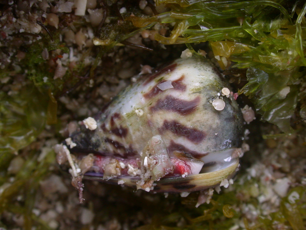 花冠芋螺