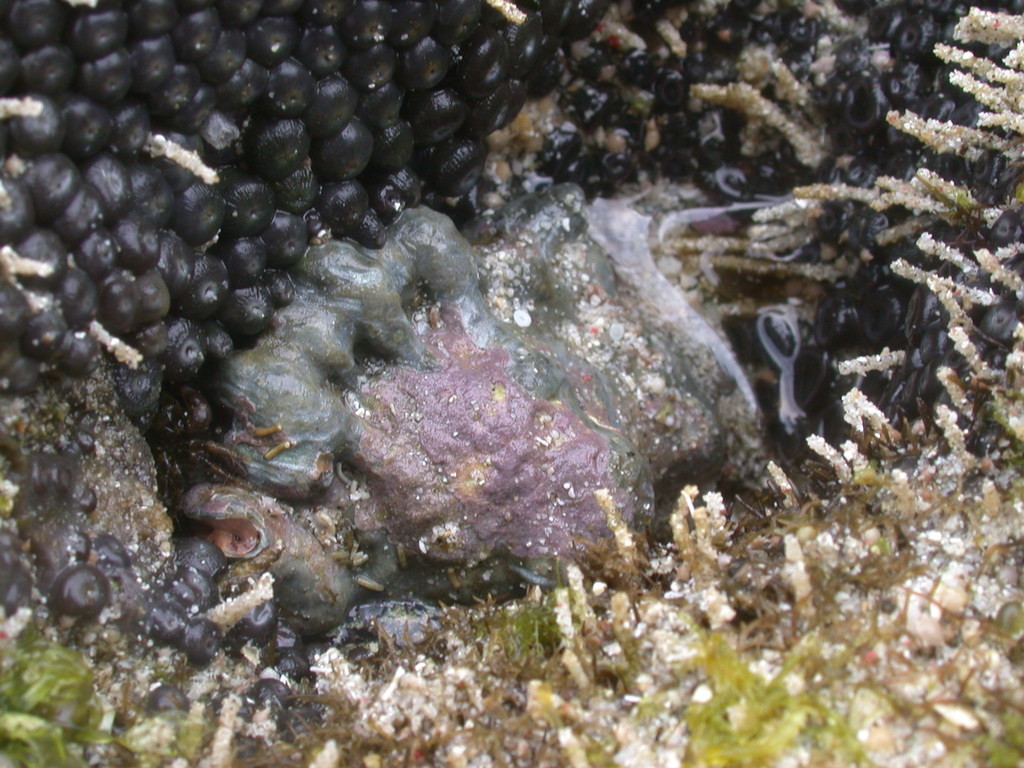 蛙螺